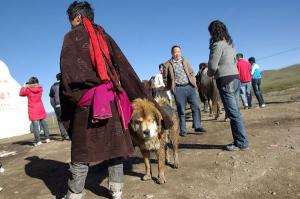 Tibetan Mastiff Dogs